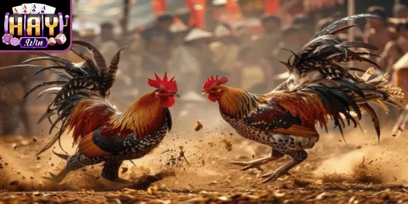 Ưu điểm nổi bật tạo hứng thú đá gà Haywin