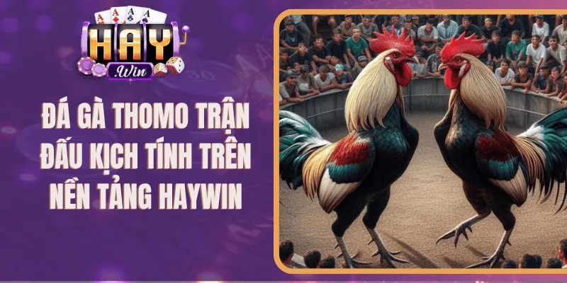 Đá Gà Thomo Trận Đấu Kịch Tính Trên Nền Tảng Haywin