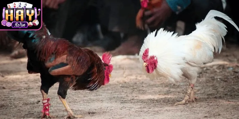 Đá gà trực tiếp mang trải nghiệm trận đấu sống động