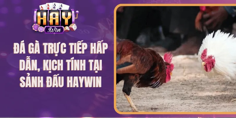 Đá Gà Trực Tiếp Hấp Dẫn, Kịch Tính Tại Sảnh Đấu Haywin